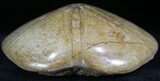 Large Polished Fossil Sand Dollar - Jurassic #27343-1